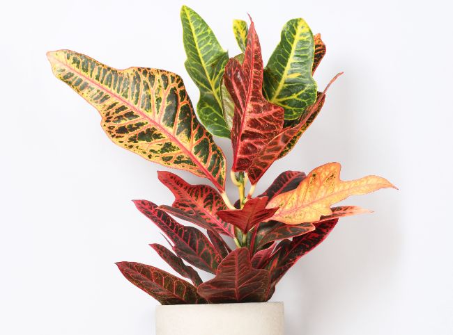 houseplants for direct sunlight croton