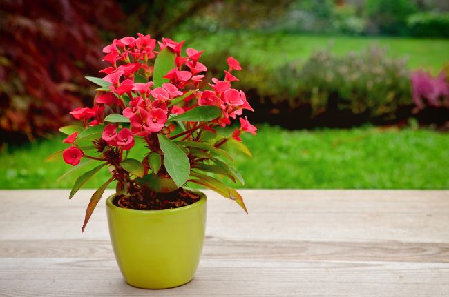 crown of thorns plant