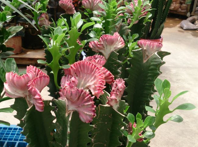 euphorbia lactea cristata