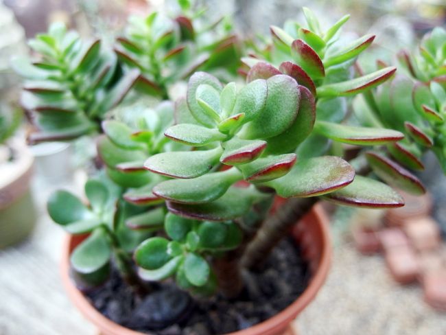 houseplants for direct sunlight crassula ovata