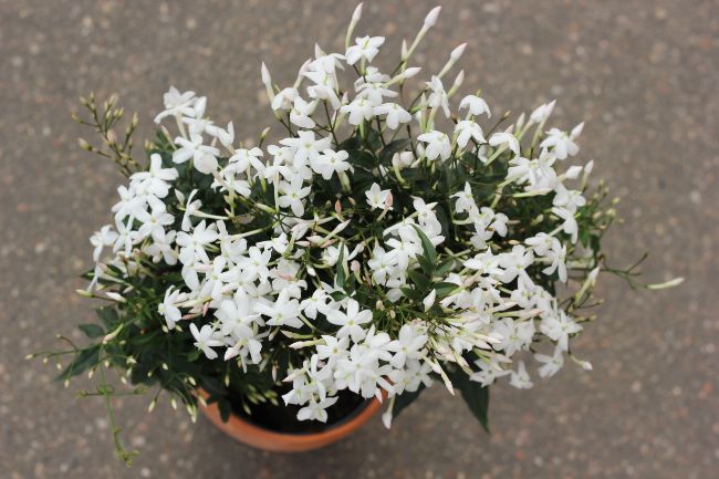 houseplants for direct sunlight jasmine