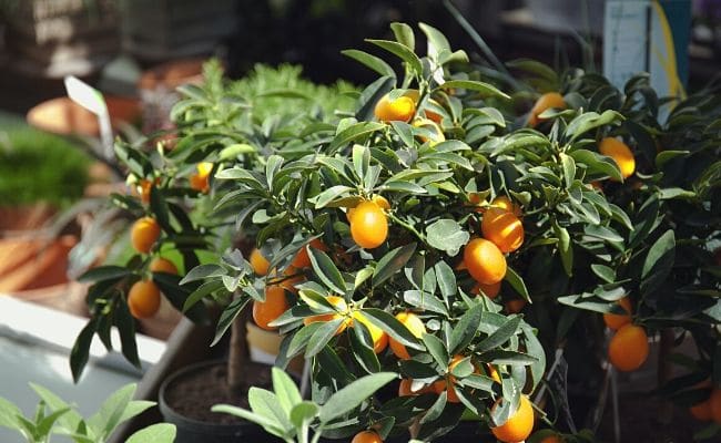 houseplants for direct sunlight kumquat