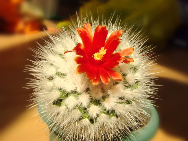 parodia nivosa