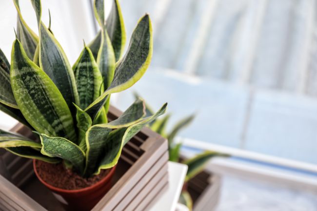 snake plant