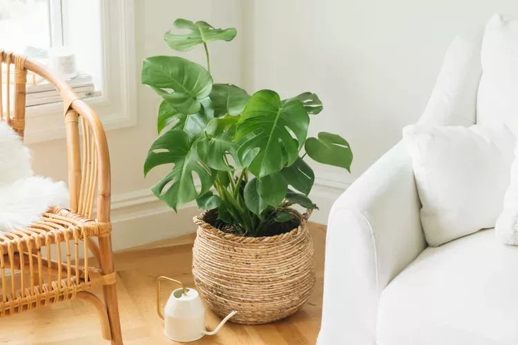 A Monstera deliciosa in a wicker pot in the corner of a living room