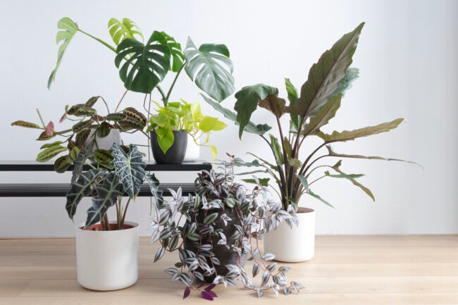 best indoor trees