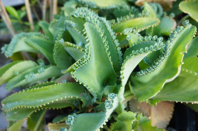 mother of thousands (Kalanchoe daigremontiana) plant