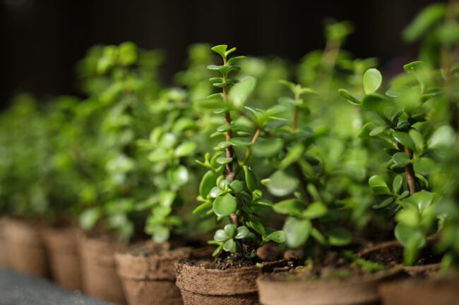 multiple elephant plants (Portulacaria afra) in a row