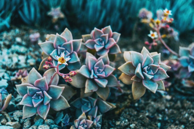 ghost plant closeup view (Graptopetalum paraguayense)