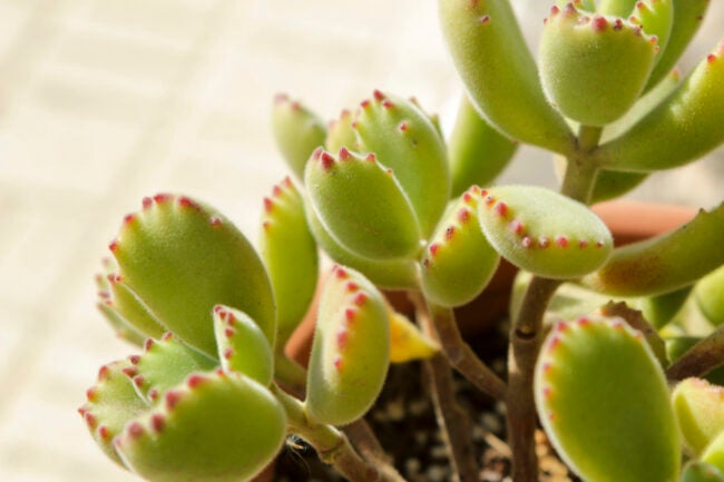 (Cotyledon tomentosa) bears paw