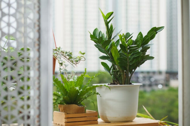 zz plant (Zamioculcas zamiifolia) in a pot by a patio door