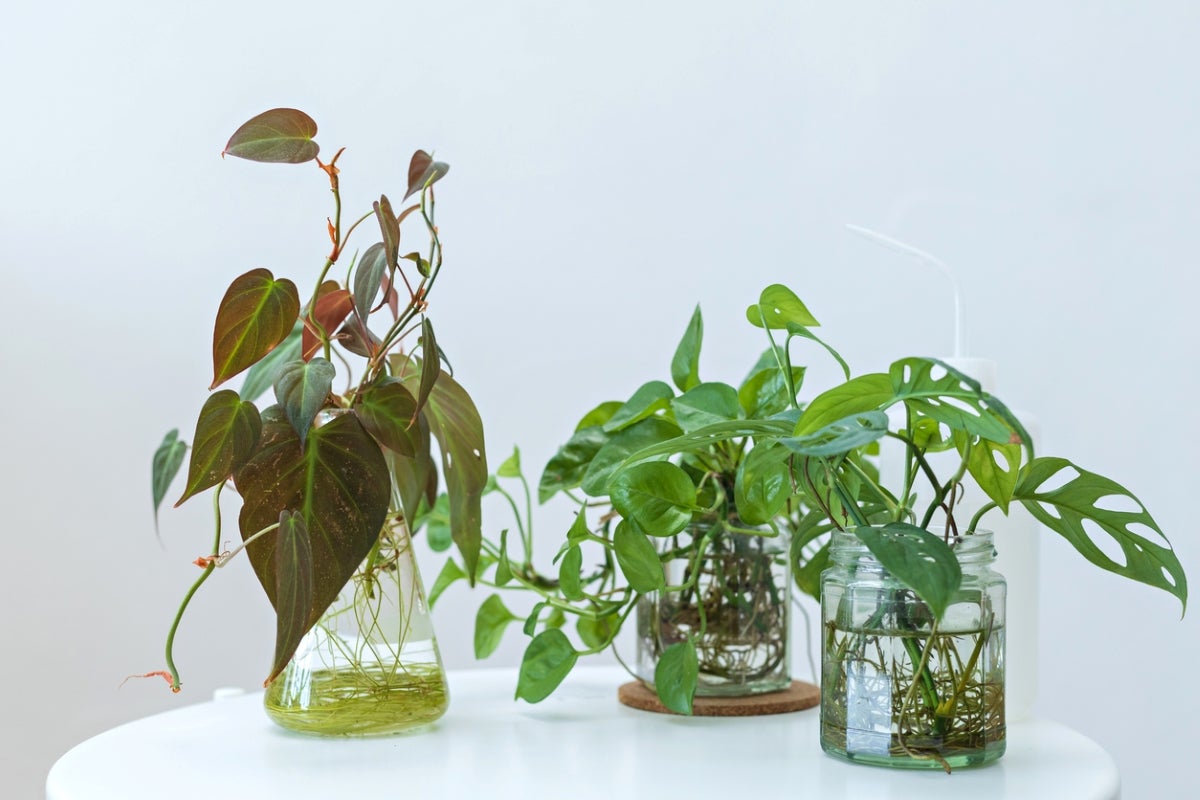 14 Houseplants That Grow in Water, So You Can Ditch the Dirt - Bob Vila