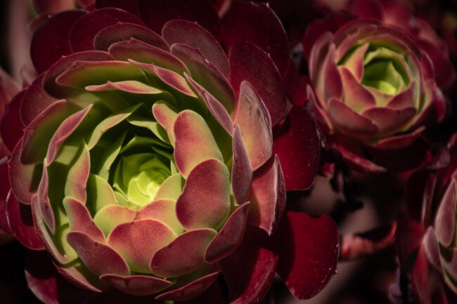 (Aeonium arboreum) irish rose