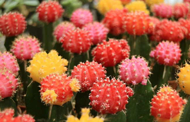 moon cactus (Kalanchoe daigremontiana) closeup of multiple plants