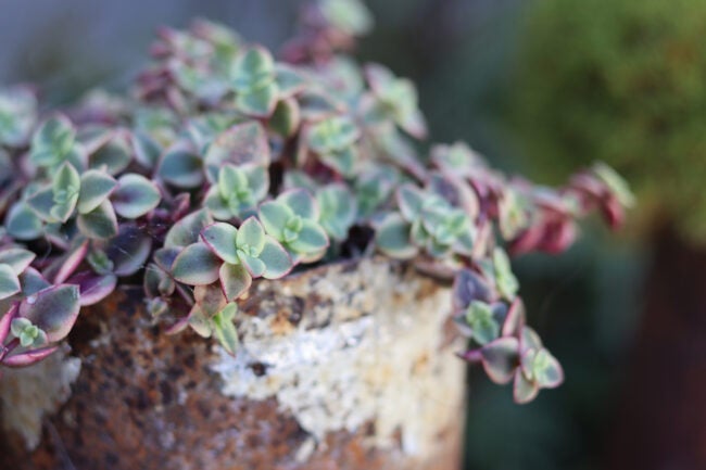 (Crassula pellucida 'Variegata') calico kitten succulent