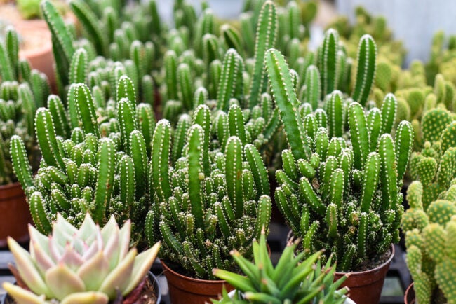 types of succulents fairy castle cactus