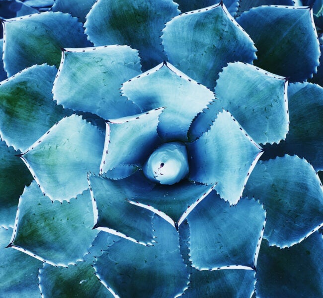 (Agave attenuata x ocahui) agave blue glow closeup view