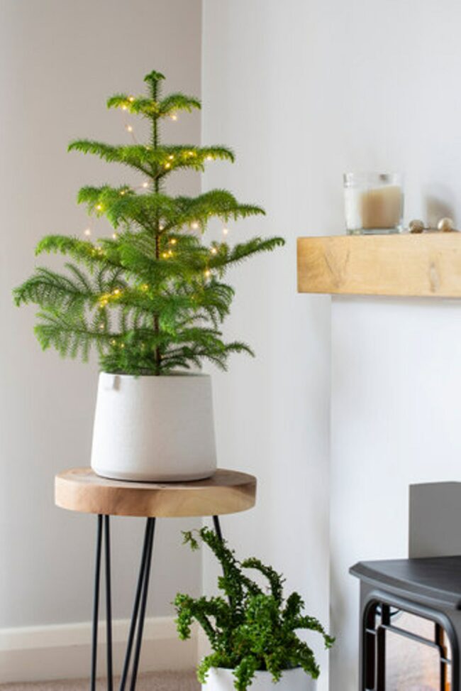 best indoor trees