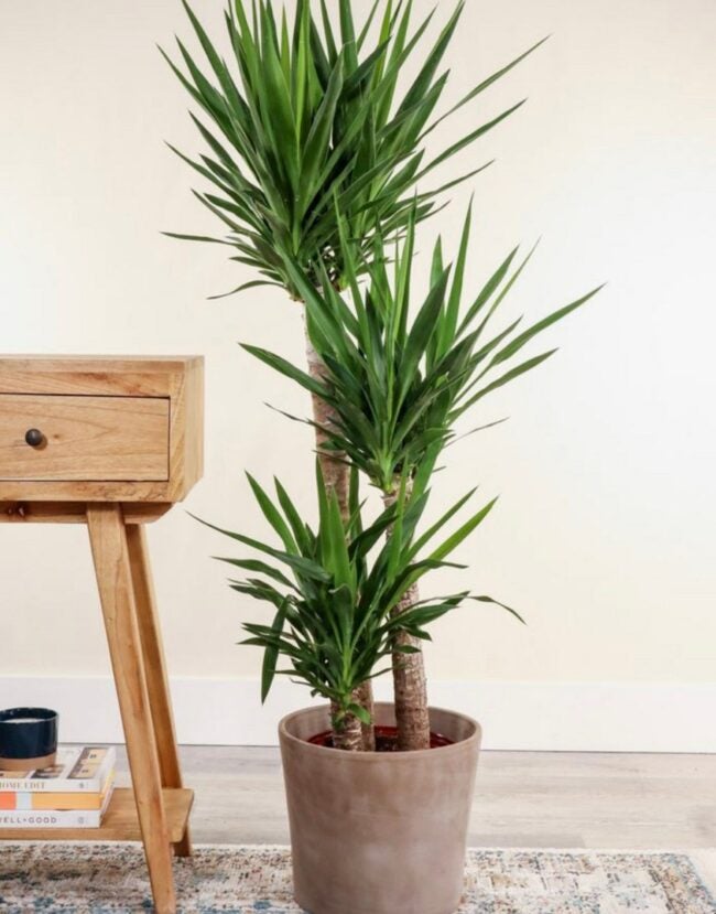 best indoor trees