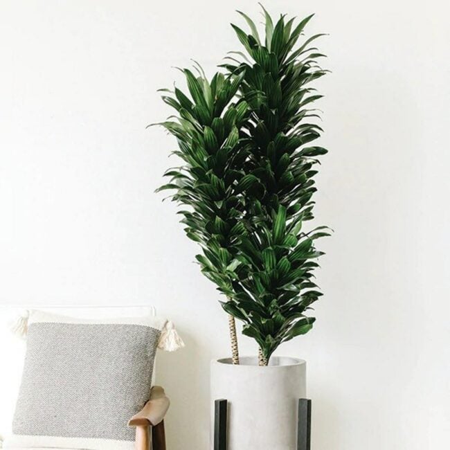 best indoor trees