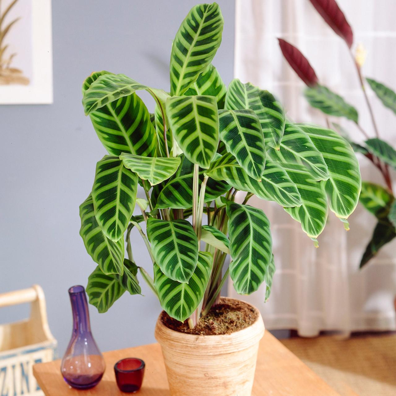 Elegant Zebra Plant Calathea Zebrina for Home or Office - Etsy Canada