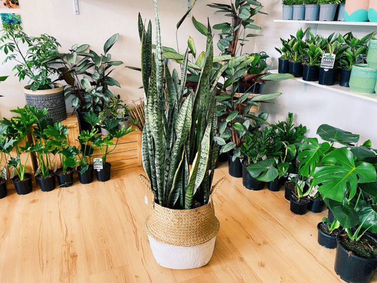 Sansevieria (aka Snake Plant or Mother in Law’s Tongue)