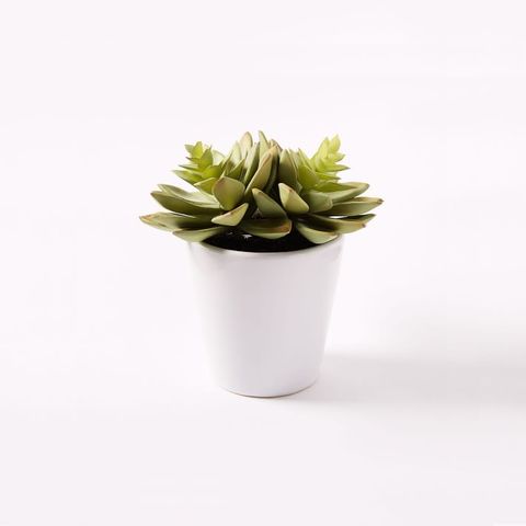 west elm faux succulent