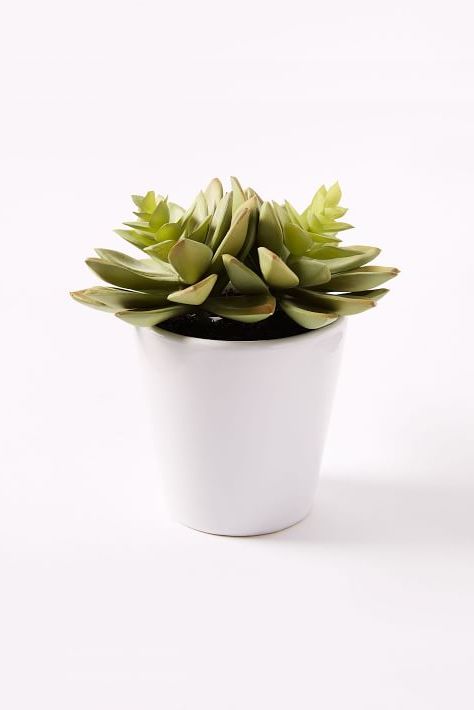 west elm faux succulent