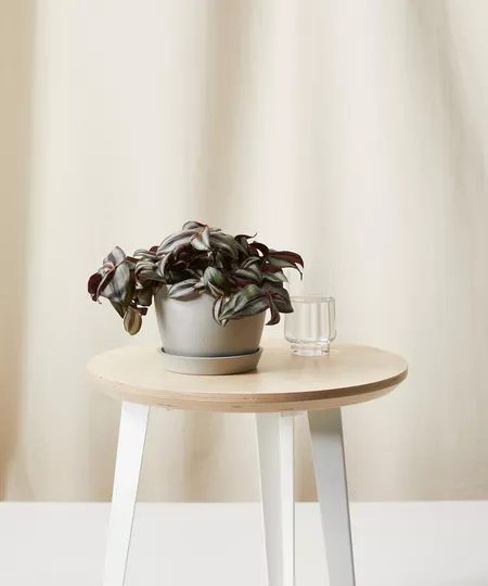 Inch plant in a gray pot on a wood stool