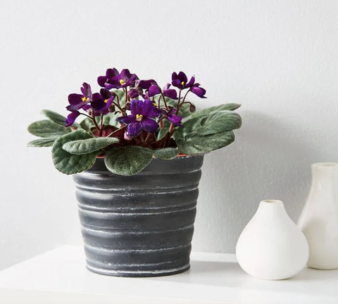 african violet