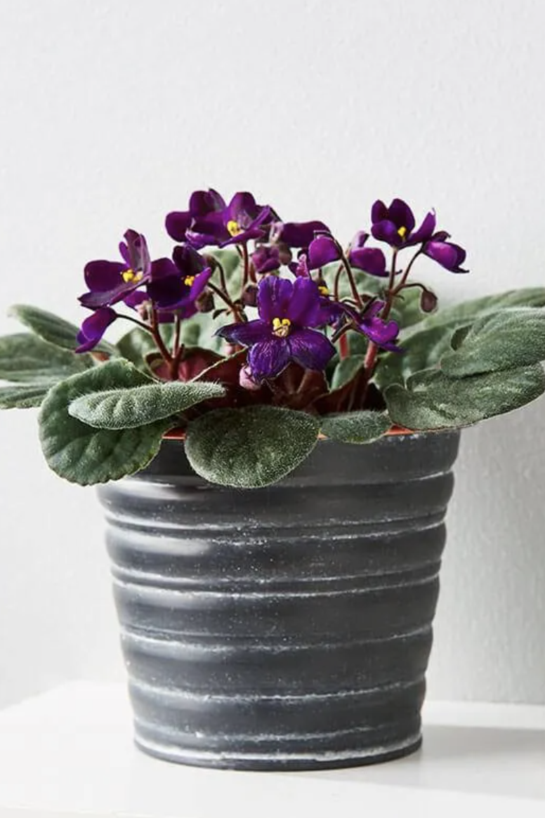 african violet