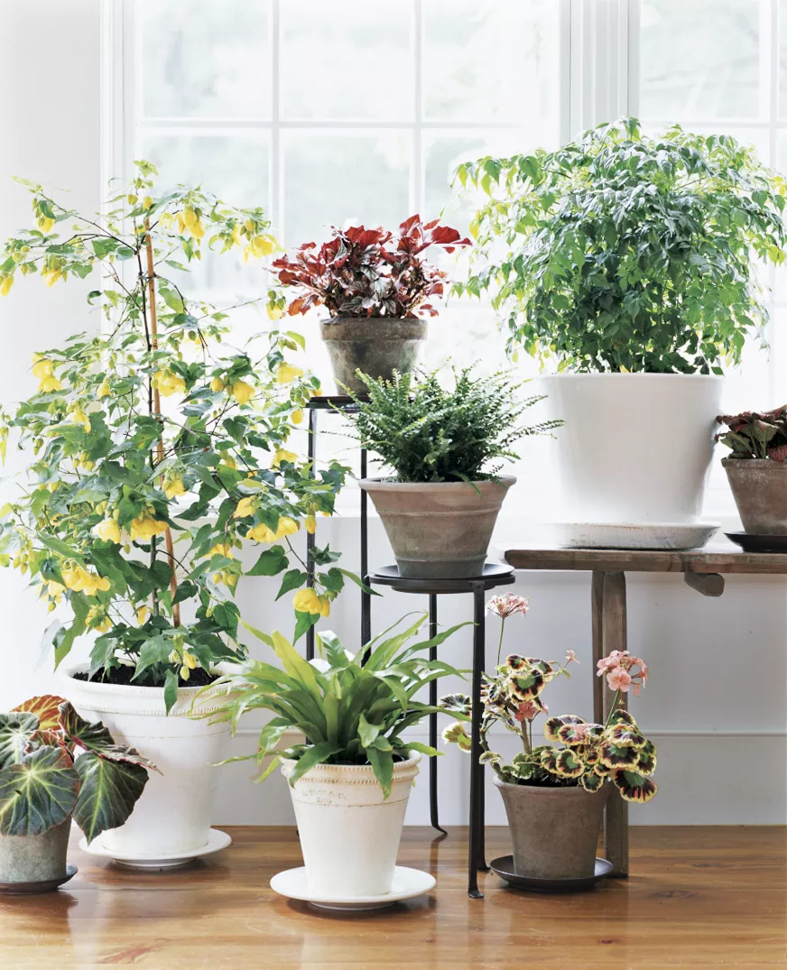 Indoor plants