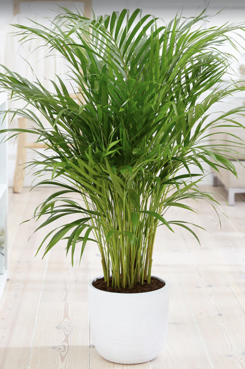 indoor trees, areca palm tree indoors