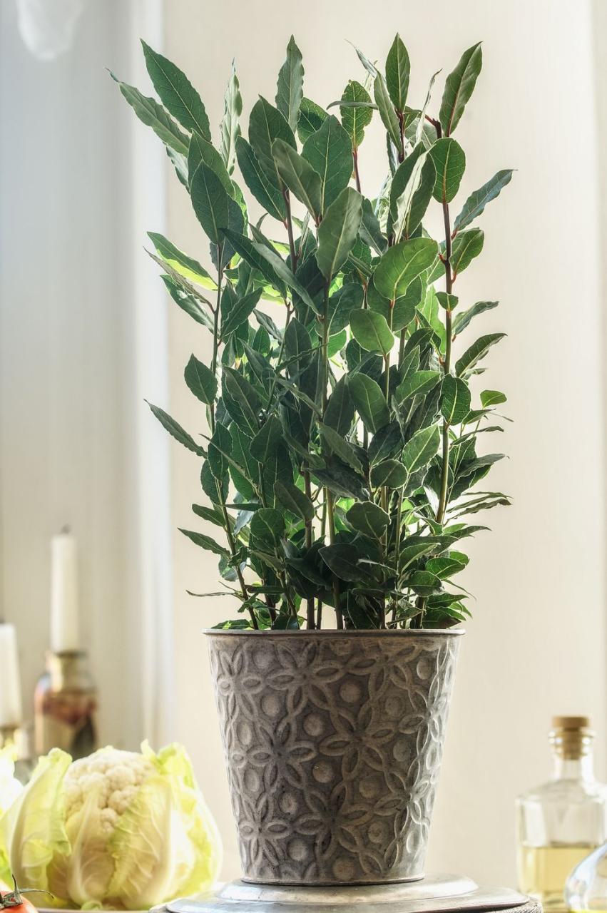 indoor trees, potted bay tree on kitchen table with vegetables