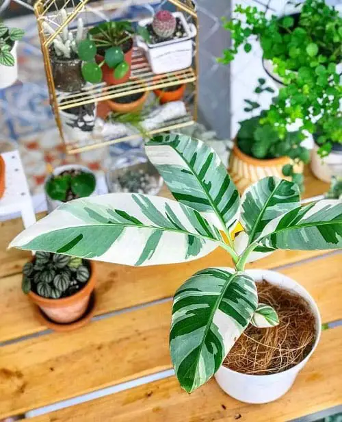 11. Royal Variegated Banana #decorhomeideas