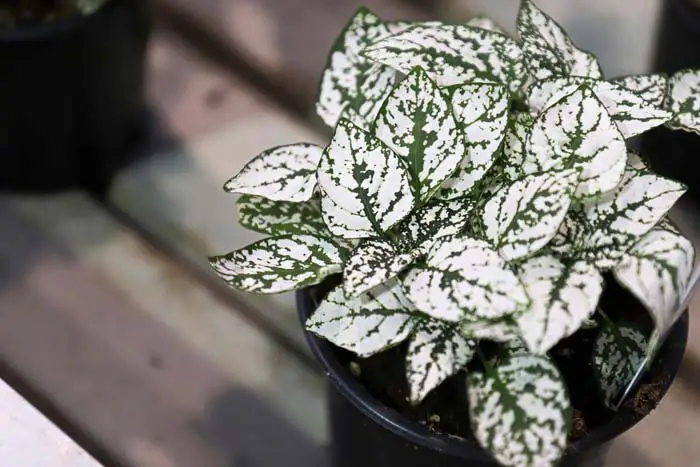 13. Polka Dot Plant #decorhomeideas