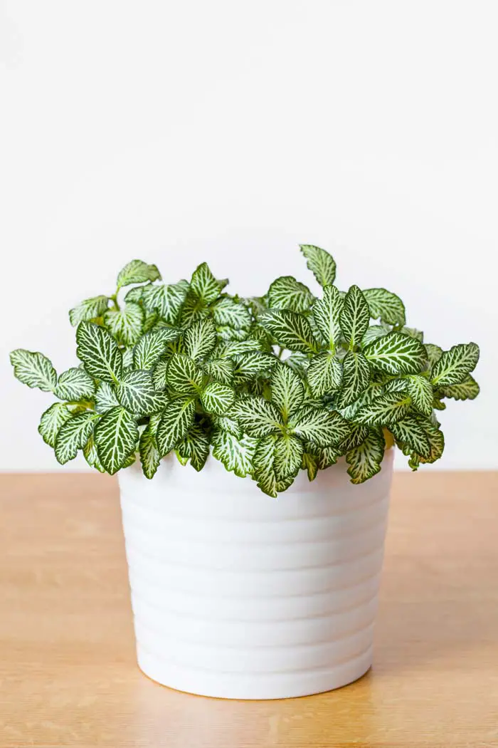 15. Nervous Plant #decorhomeideas