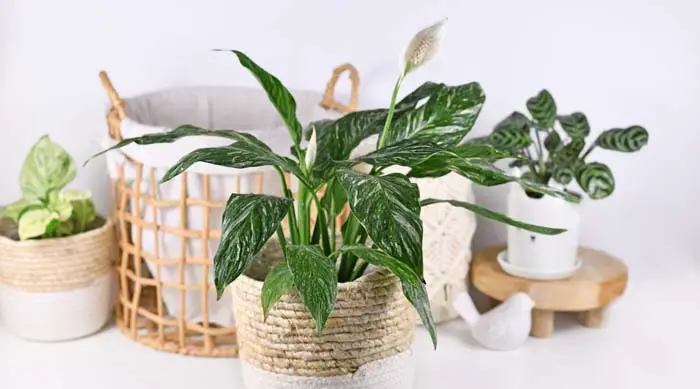 16. Peace Lily Dominoes #decorhomeideas