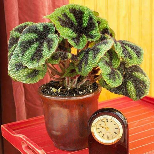 19. Crinkleleaf Begonia #decorhomeideas