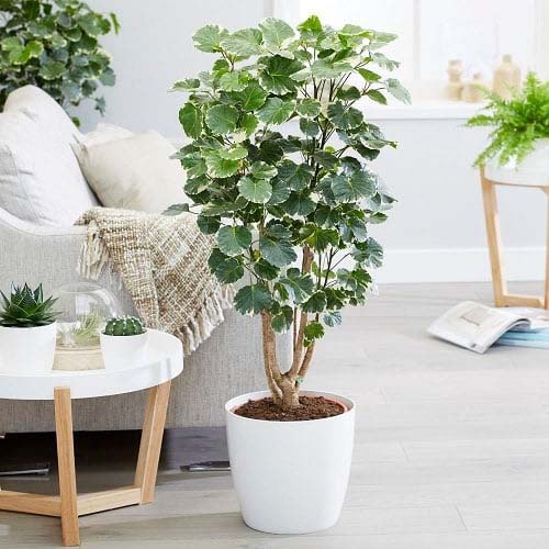 20. Aralia Balfour #decorhomeideas