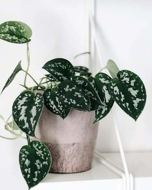 21. Silver satin pothos #decorhomeideas