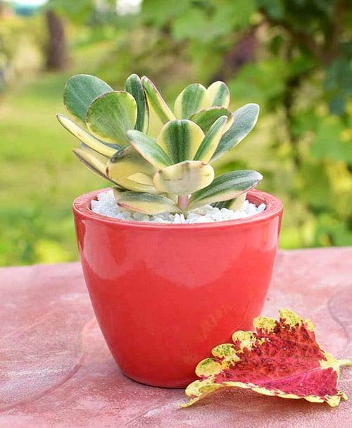 26. Variegated Jade Plant #decorhomeideas