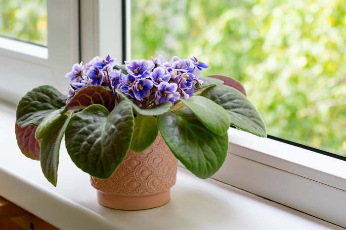 28. Variegated African Violet #decorhomeideas