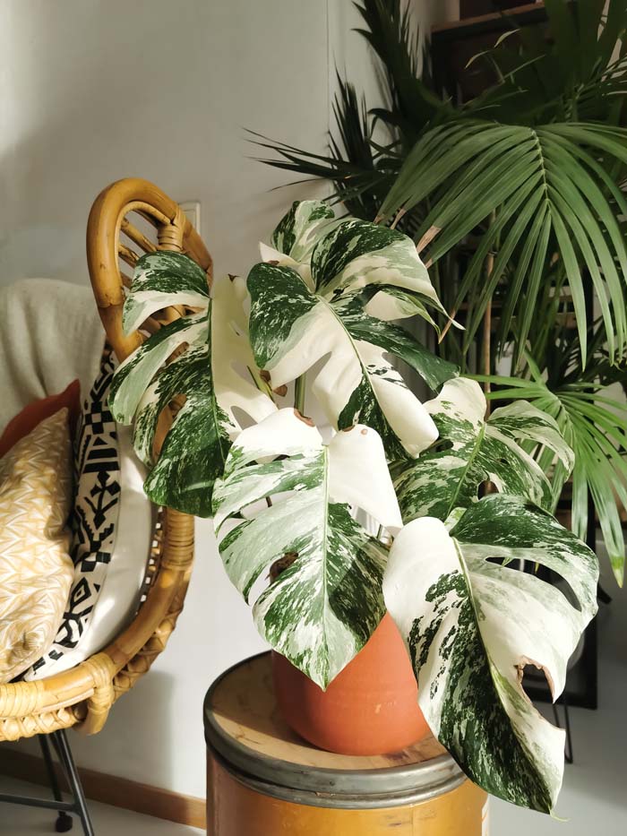 5. Variegated Monstera #decorhomeideas