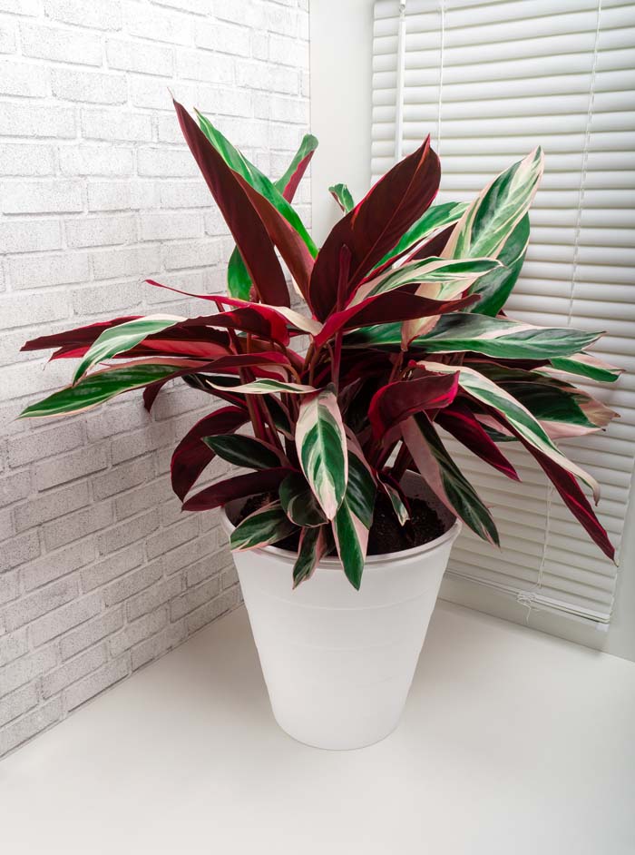 7. Stromanthe Triostar #decorhomeideas