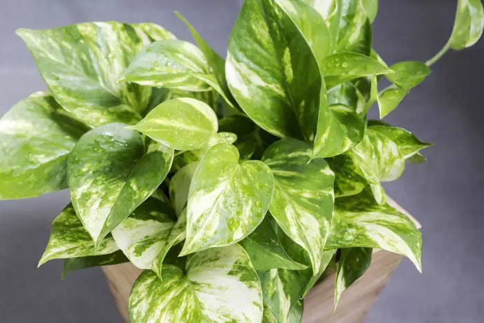 9. Golden pothos #decorhomeideas