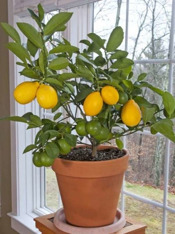 Lemon Tree Large Houseplant 