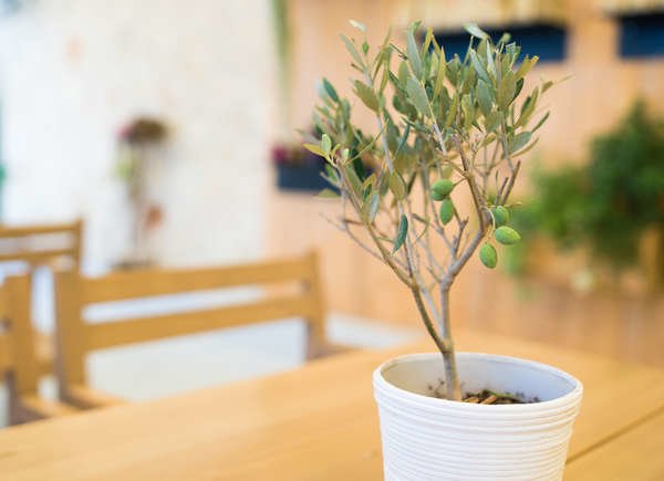 Olive Tree Large Houseplant