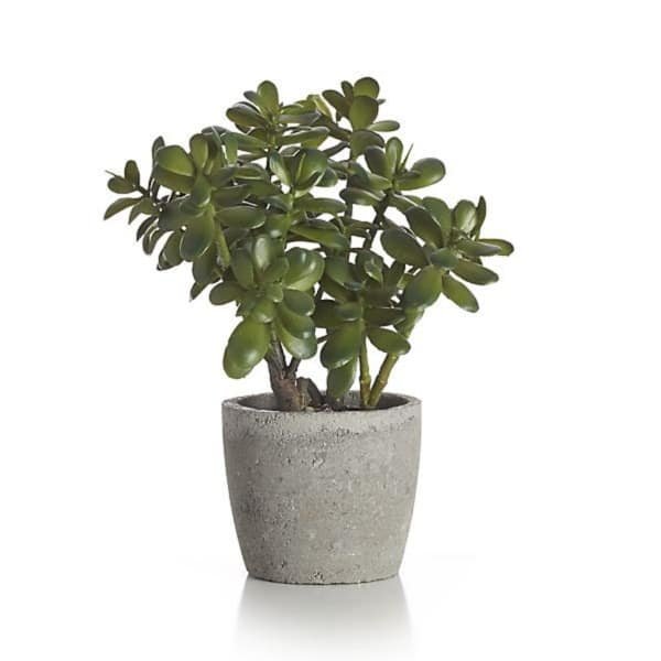 jade plant