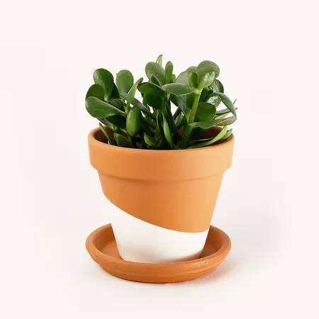 Jade plant in a painted terra cotta pot